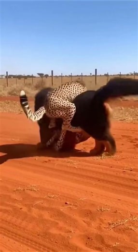 Two Cheetahs Attack — Tibetan Mastiff Fights Back in a Shocking Wild Reversal