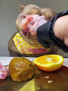 360K views · 5K reactions | Bobby eating raw meat and vegetable. Dog eating delicious food. New Video #67 #dog #eating #raw #meat #vegetable #foryou #viral #fyp | Bobby PS | Facebook