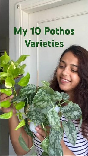 10 must have Pothos varieties 🪴😍#gardening #indoorplants #pothosplant