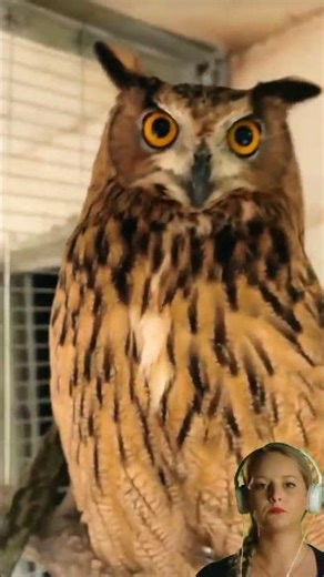 Interesting owl_16
