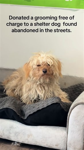 Maltese Dog Rescue: From Streets to Loving Home