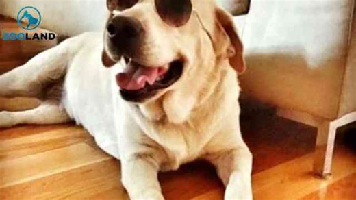 Family Whose Dog Went Missing Gets A Shocking Surprise A Year Later