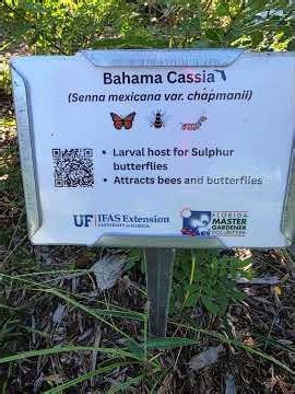 21 Plants For Your Butterfly Garden