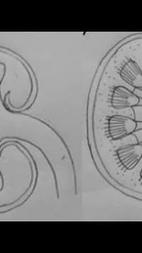 How to draw kidney|Easy way to draw kidney |pencil sketch