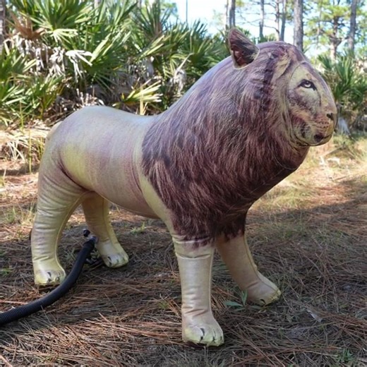 36-Inch Realistic Inflatable Lion from Jet Creations
