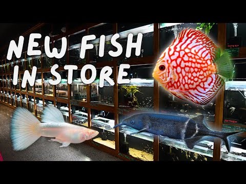 What Fish Just Arrived At My Aquarium Store