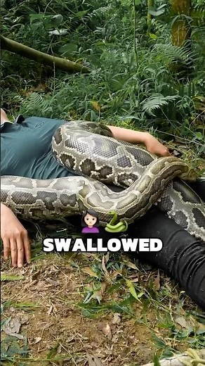 Python swallowed a woman whole in indonesia #wildanimals #basedontruestory #anaconda #ytshorts
