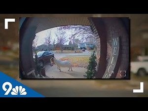 Escaped goat goes on the run for 4 days