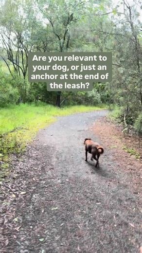 MYDOGTRAINER | Reactive dog reset on Instagram: "Off-leash reliability isn’t about luck. It’s about relevance. If your dog is off-leash and they’re gone, you’re not relevant to them. You’re just the person who holds the leash. That’s not a partnership; that’s a tether. This happens from one thing: clarity. Clear boundaries. Clear rules. Clear communication. Consistency. And knowing when your dog is ready for freedom—not before. Too many people give their dogs off-leash freedom before they’ve ear