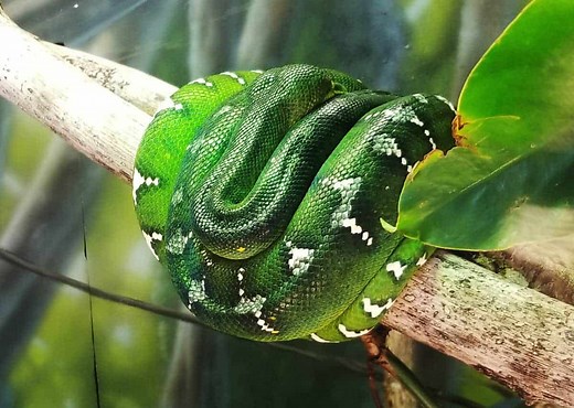 45 Emerald Tree Boa Facts (Guide to Both Species) Diet, Habitat, Babies, Photos, Pets | Storyteller Travel