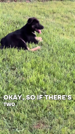 Dog Math: Simple Puppy Logic for German Shepherds