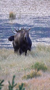 1.8M views · 11K reactions | Rejected! #bullmoose #moose #wildlifephotography #coloradoadventures #coloradowildlife #Colorado #september | Colorado Adventures | Facebook