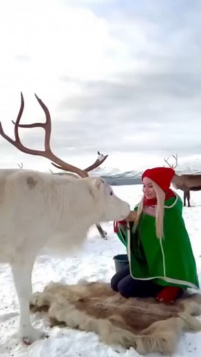 70K views · 820 reactions | A storybook of traditions and breathtaking landscapes - explore the magic of the Arctic with a visit to Norway's Sámi culture ️❄️ Video: Piia Oskal/ Tromsø Arctic Reindeer | Visit Norway | Facebook