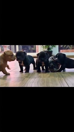 American Bully Micro Exótic LP