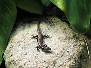 Scientists uncover gene behind snake venom immunity in Australian skinks