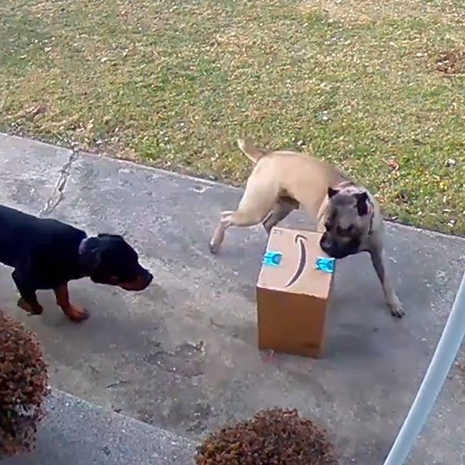 Sometimes the funniest things happen right on your doorstep 😂😂 | LADbible