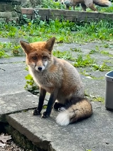 Faits Foxy ❤️ Les renards vivent généralement 2 à 5 ans dans la nature (beaucoup n'atteignent pas l'âge adulte), mais dans des milieux sûrs, ils peuvent vivre plus longtemps. La vie est dure là-bas 💔 ❤️ Accouplement et vie de famille Les renards ne s'accouplent qu'une fois par an, généralement de janvier à février. Souvent, ils se couple pour la vie, restant fidèles à leur partenaire choisi année après année. 🦊 Après l'accouplement, la vixen donne naissance au printemps, et les deux parents ai