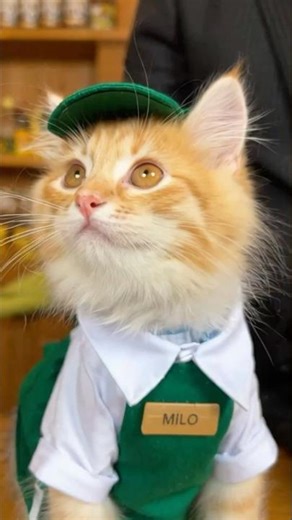 Dressing My Kittens as Shop Assistants and We Work in a Store 🛒🐱 #kittens #shopkittens #catstore