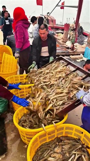 Fresh Catch: Hardworking Fishermen at the Dock! #shorts