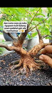 5.7K views · 6.9K reactions | Apa cuma saya yang suka ngupasin kulit batang asam padahal gak ada manfaatnya 﫣☺️ #tamarindusIndica #bonsaitree #asamJawa #newBeginnings #communitysupport | Karimun Java | Facebook