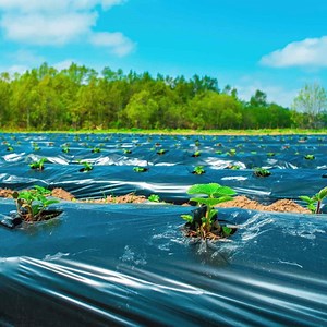 [Hot Item] Biodegradable Plastic Mulch Black Mulching Film Agricultural Plastic Mulch Film