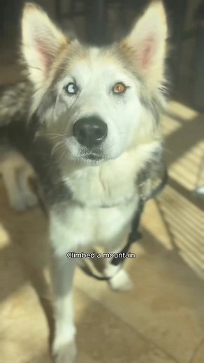 1.1K views · 1.4K reactions | This girl has had a rough go… but Gizmo...