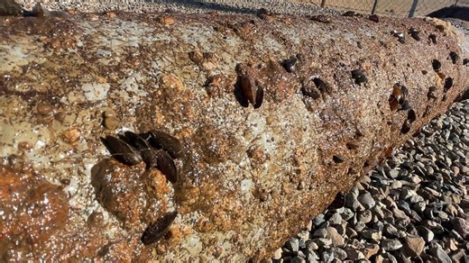 Golden mussel invasion in California threatens water systems and agriculture