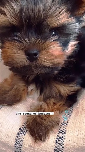 Tiny Yorkie, giant personality — this pup owns the whole vibe ✨🐶 #YorkieTok #PuppyEnergy #DogLovers