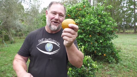 How to Know WHEN to Harvest Your Fruit and Vegetables?