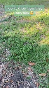 479K views · 10K reactions | His purr at the end 凉殺 Baby raccoon was...