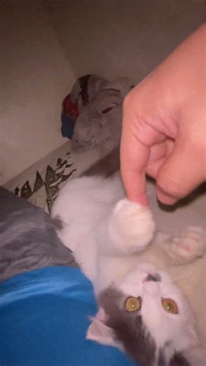 Si tukang gigit #cat #kucinganggoralucudanimut #kitten #kucingbarbar