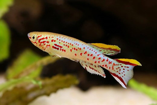 Gardneri Killifish (Fundulopanchax gardneri): Care Guide - Fish Laboratory