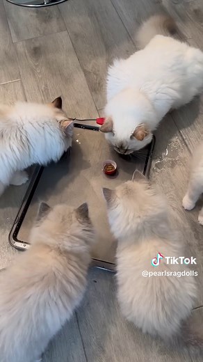 A fun challenge to try with your cats