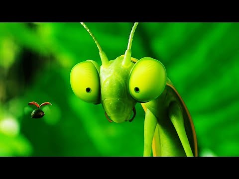 MINUSCULE - MANDBILES FROM FAR AWAY Clip - "Lady Bug and Mantis" (2018)