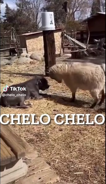 Chelo Chelo Comedy Moments: Messi vs Ramos