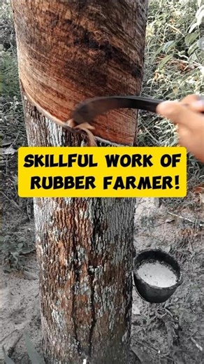 Mastering The Art Of Rubber Tapping