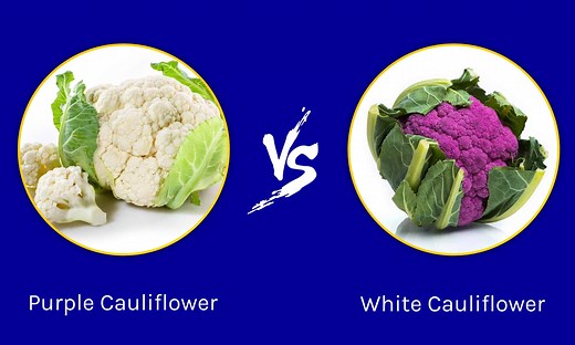 Purple Cauliflower vs White Cauliflower: How Different Are They?