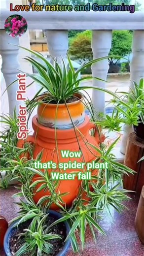Spider Plant Waterfall | Beautiful Lawn Decor Ideas with Spider Plants #shortvideo #garden #diy