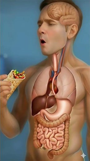 what happened in your body when you eat shawarma? #3dhealthvisuals #animation #bodyreaction #shwarma