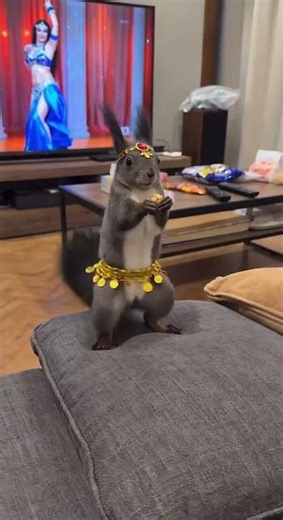 Have you ever seen a dancing squirrel 😂😂🐿️🐿️