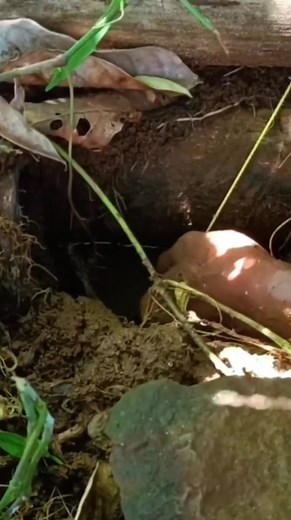 737 reactions · 55 comments | SI PEDUT STRIKE BELUT BESAR DILUBANG ATAS ⁉️‼️ | Amienk Doankz | Facebook