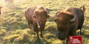 Buffalo (Bison) farming in Central Illinois