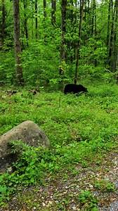 11K views · 242 reactions | We found a bear in the woods #philipandmskk #mspterodactyl #bear | Philip Worthman | Facebook