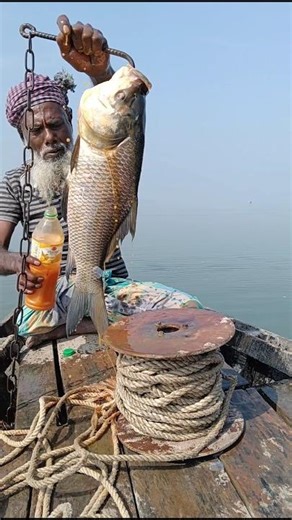 Amazing Hook Fishing Videos ! Best Big Fish Catching ! Primitive Fishing Technique 16 #fishing #fish