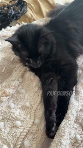 All Cats Just Relaxing