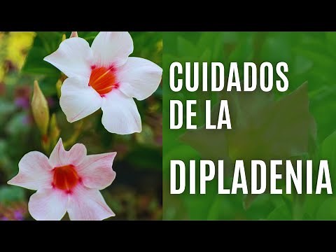 Dipladenia: cuidados básicos y plantación