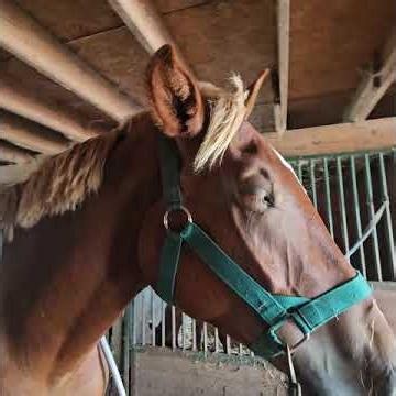 🐴 Belgian Horse PEMF Rehab