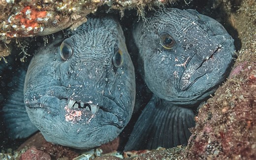 鱼不可貌相：有点丑哒，但是人好啊