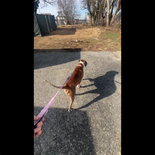 Montgomery County SPCA - PA on Reels