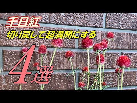 【花】千日紅の育て方・切り戻し
